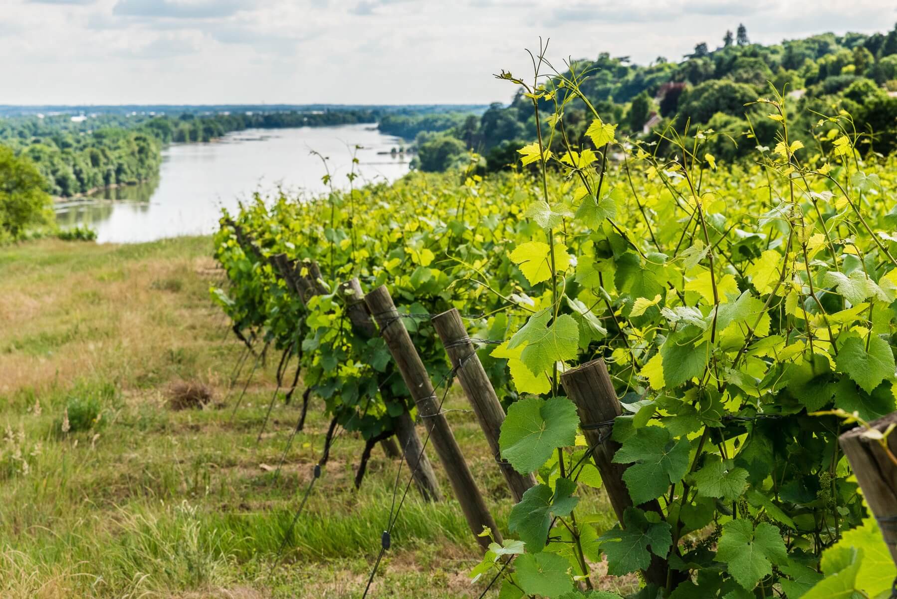 L’AOC Coteaux d’Ancenis - Muscadet