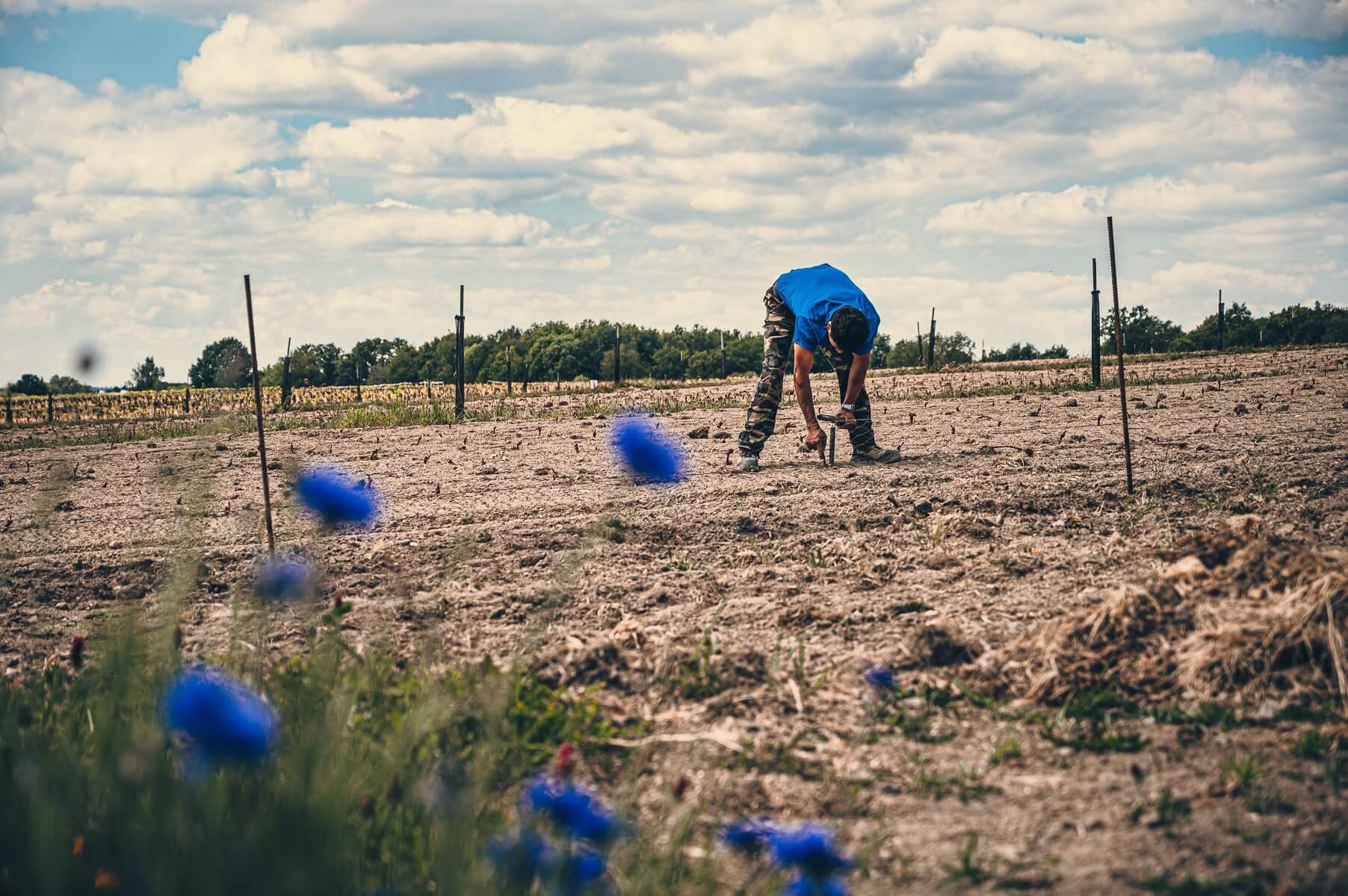 Travail en cours sur le renouvellement des aides à la restructuration - Muscadet
