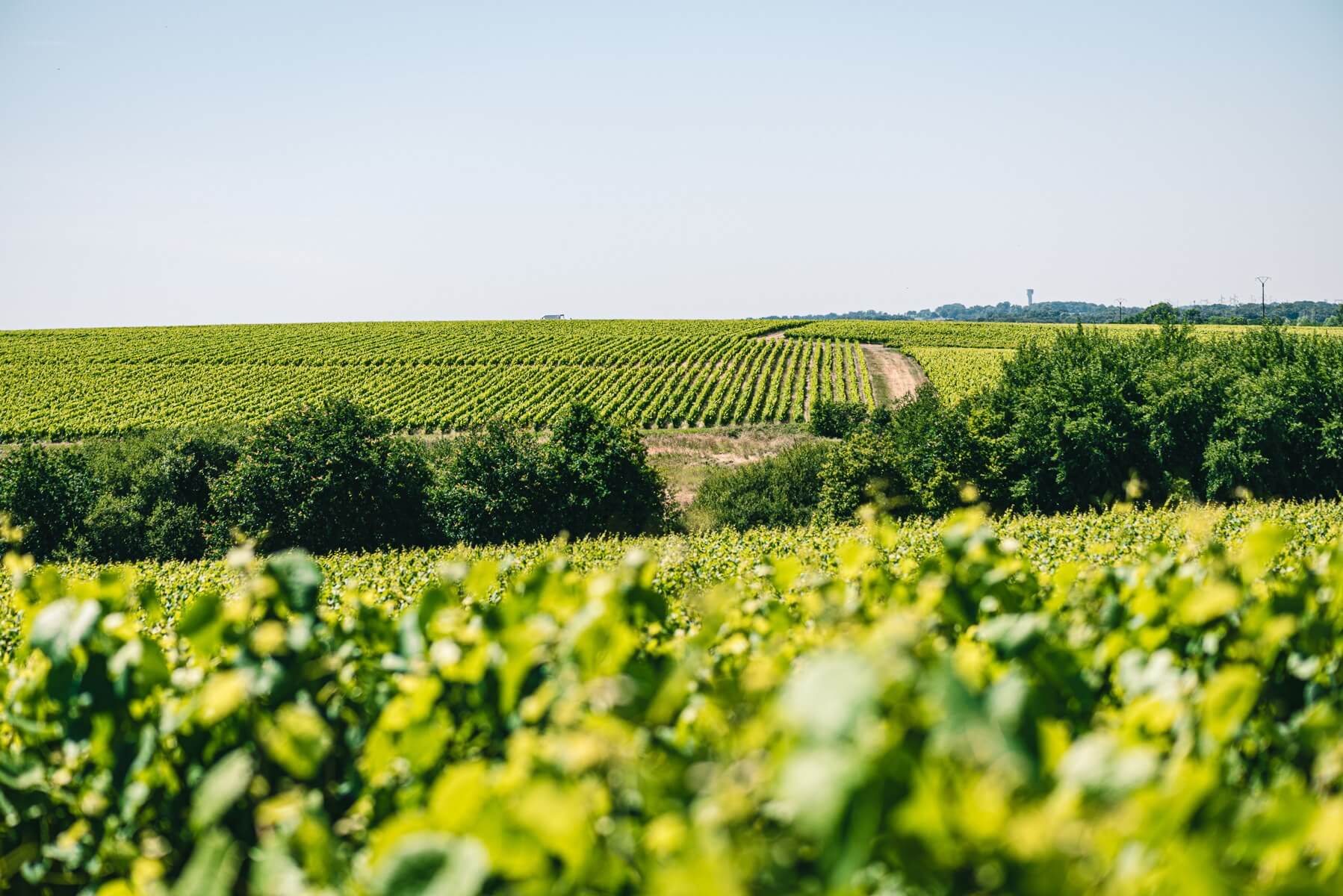 Journée stratégie climat le 17 juillet à Saint-Nicolas-de-Bourgueil - Muscadet