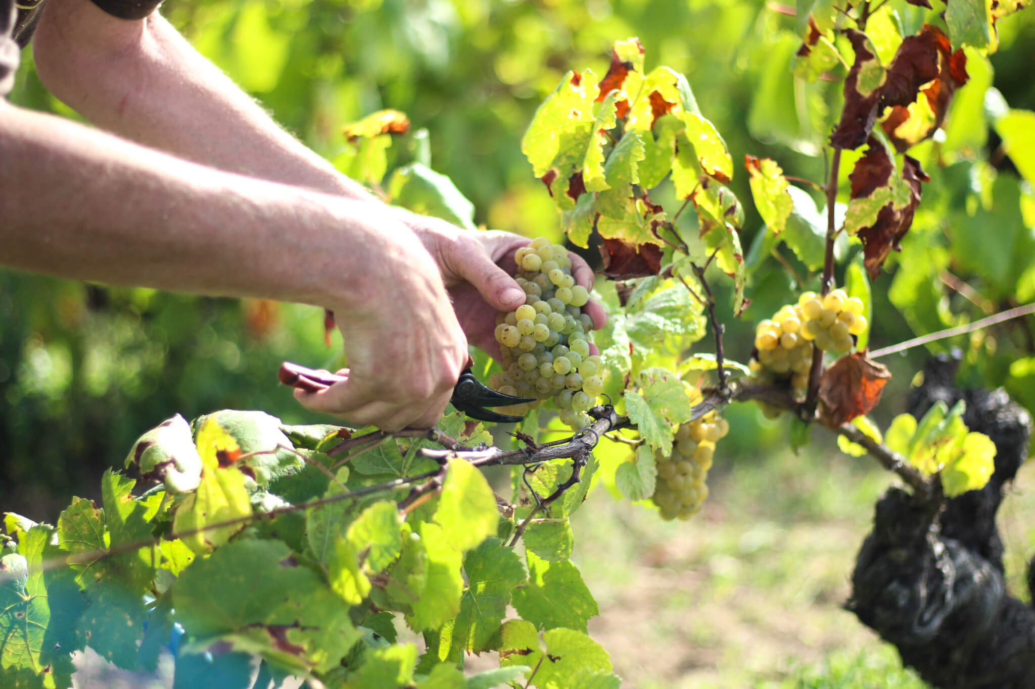 Les vendanges se préparent - Muscadet