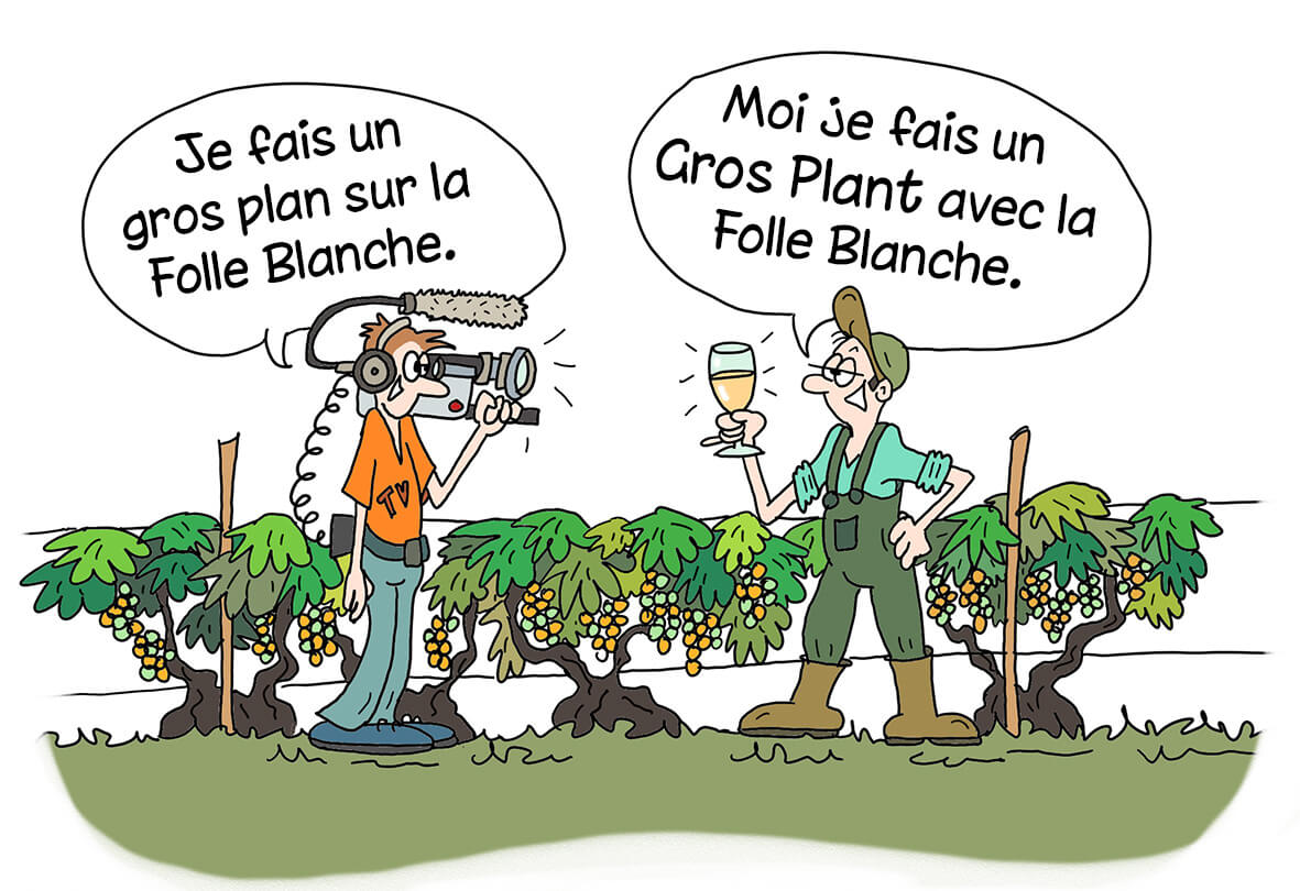 Zoom sur le Gros Plant - Muscadet