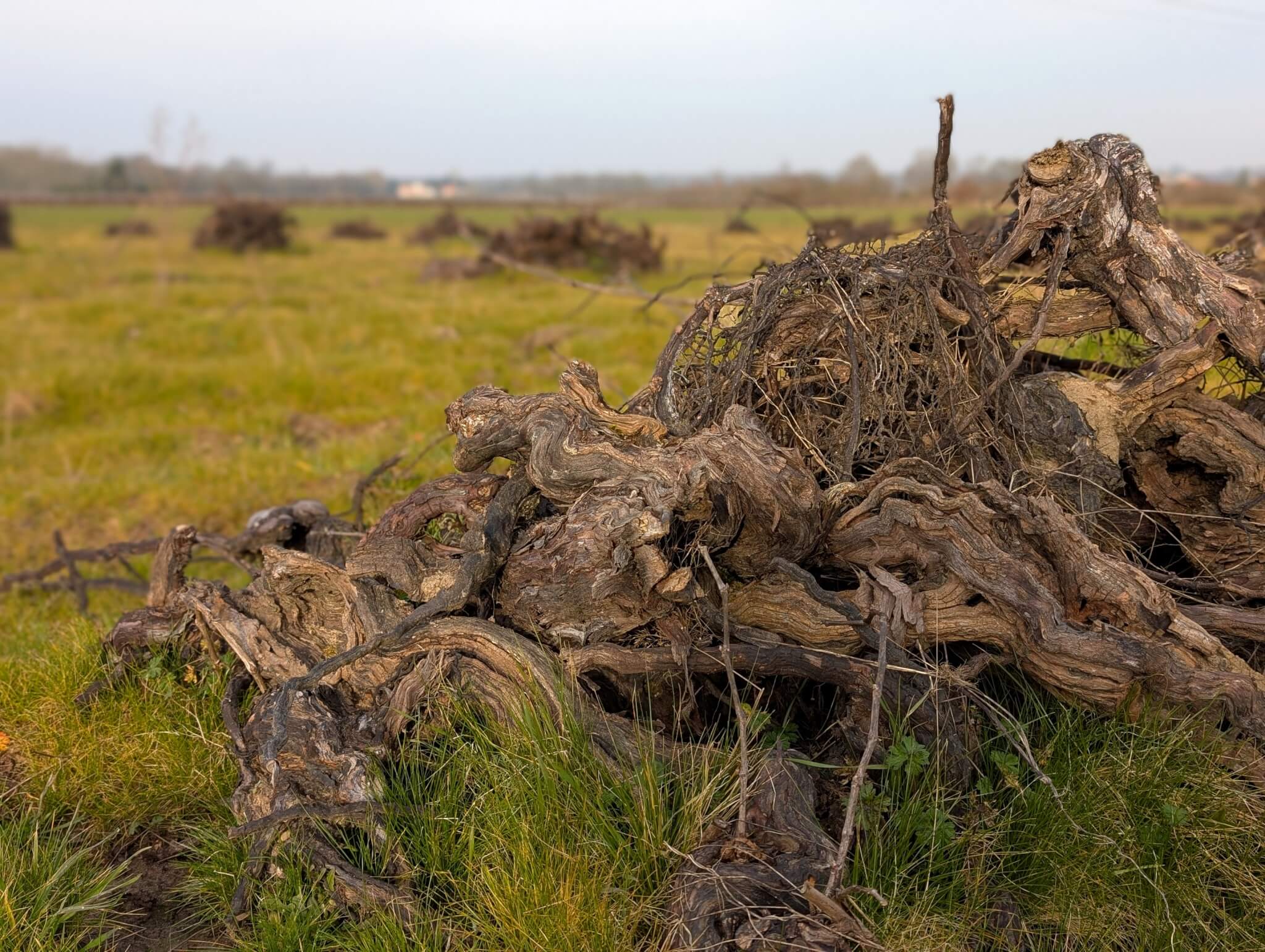 Ouverture de l&rsquo;aide nationale à l&rsquo;arrachage - Muscadet