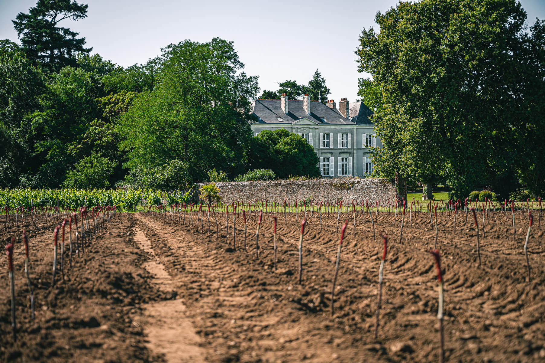 Derrière les murs des clos du Muscadet - Muscadet