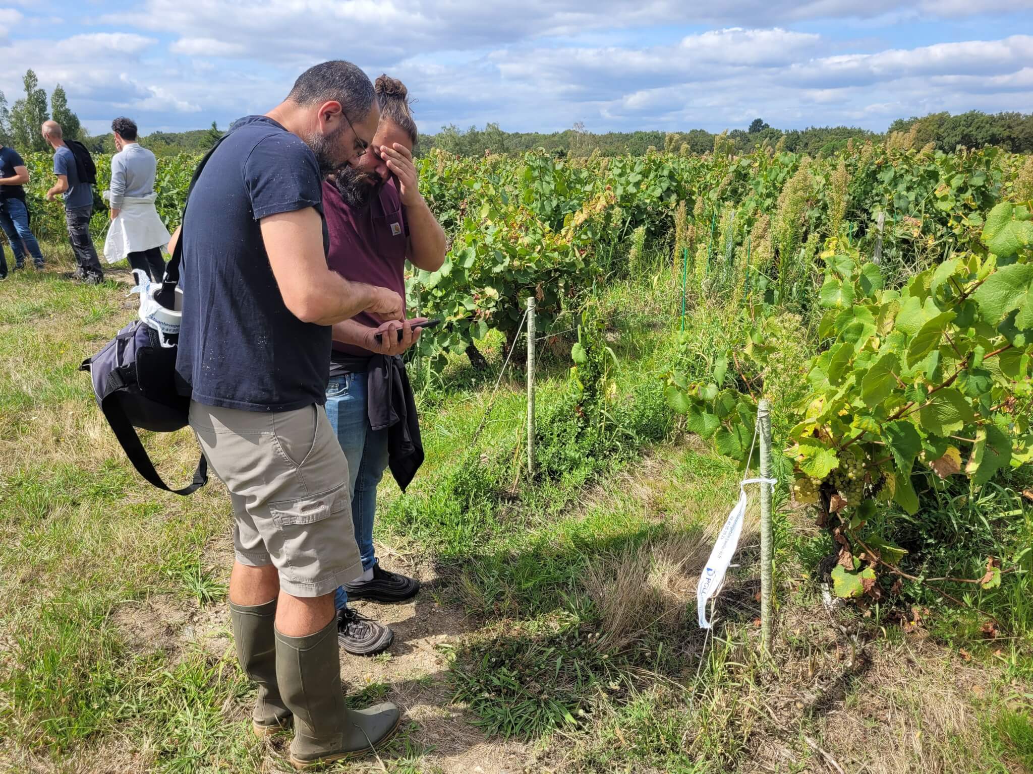 Surveillance renforcée de la flavescence dorée  - Muscadet