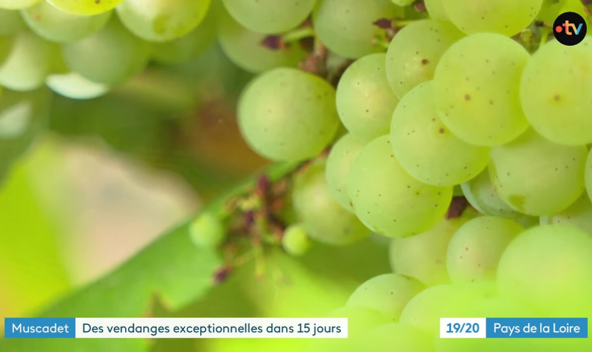 Revue de presse – Troisième trimestre 2025 - Muscadet