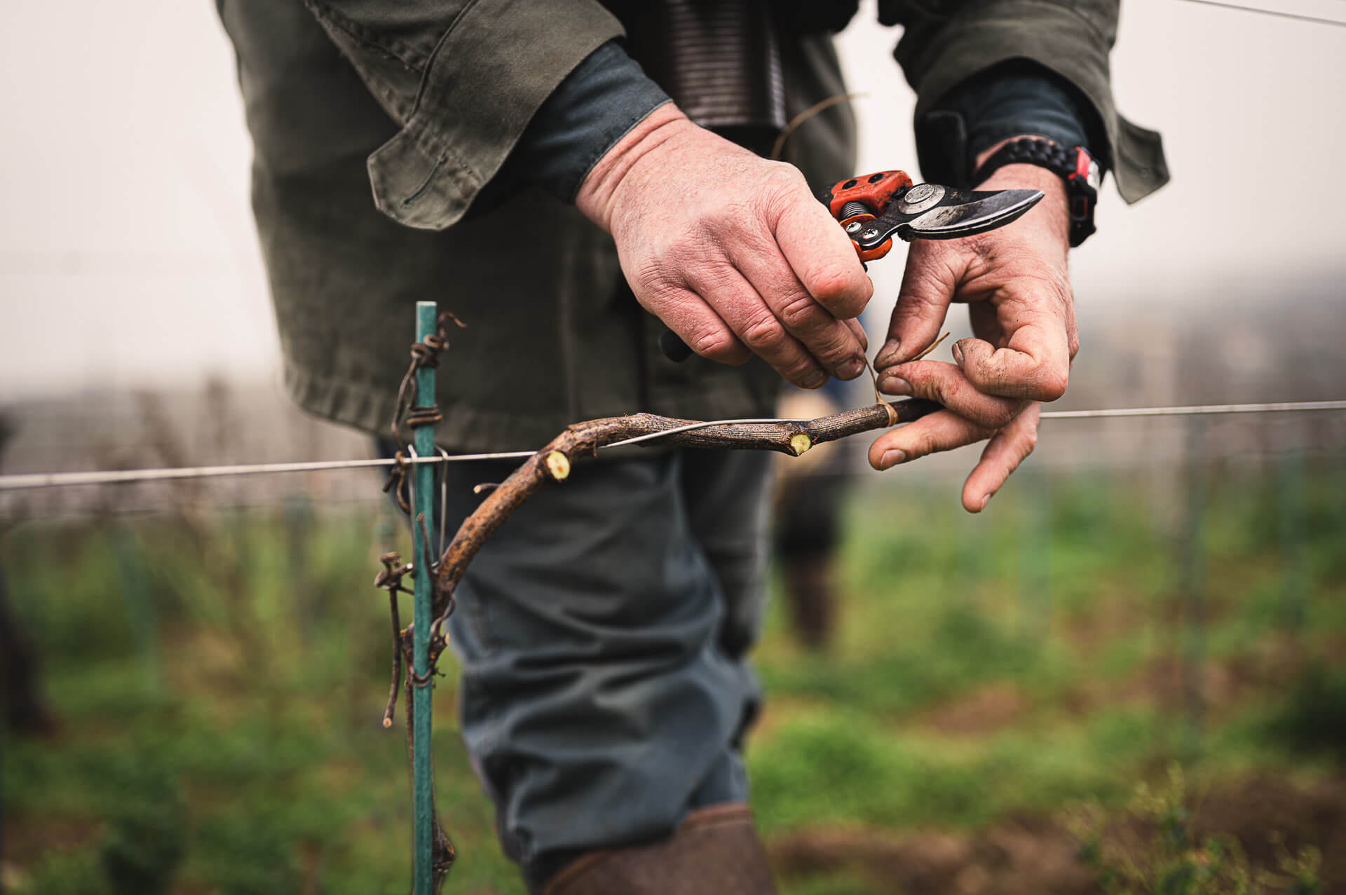 Indices des fermages 2025 et conditions d’emploi pour la taille - Muscadet