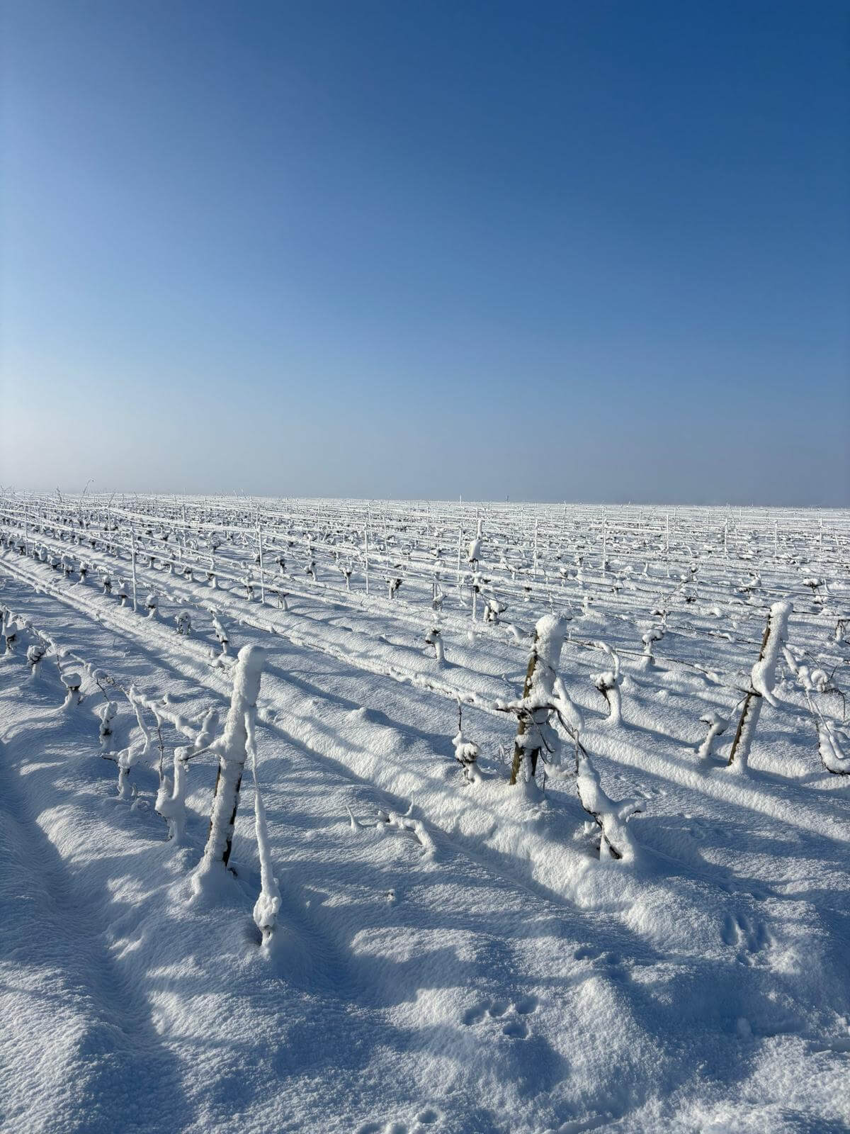 L&rsquo;actu en images – Décembre / Janvier 2025 - Muscadet