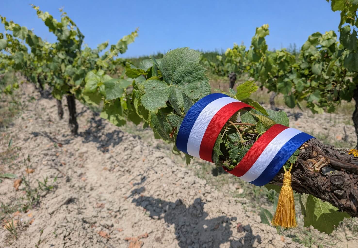 Municipales  : Que reste-t-il de l’engagement vigneron ? - Muscadet