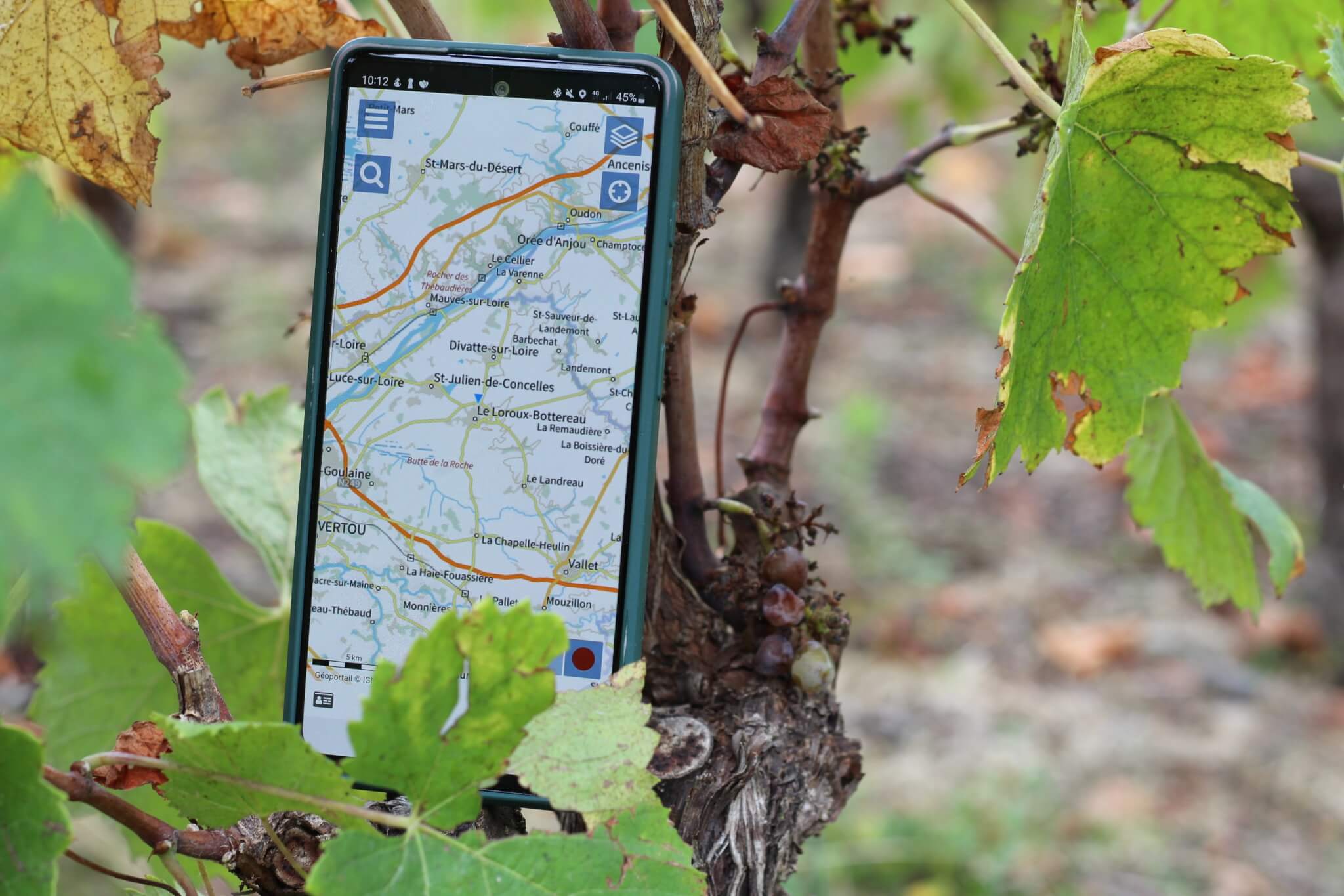 Formation flavescence dorée - Muscadet