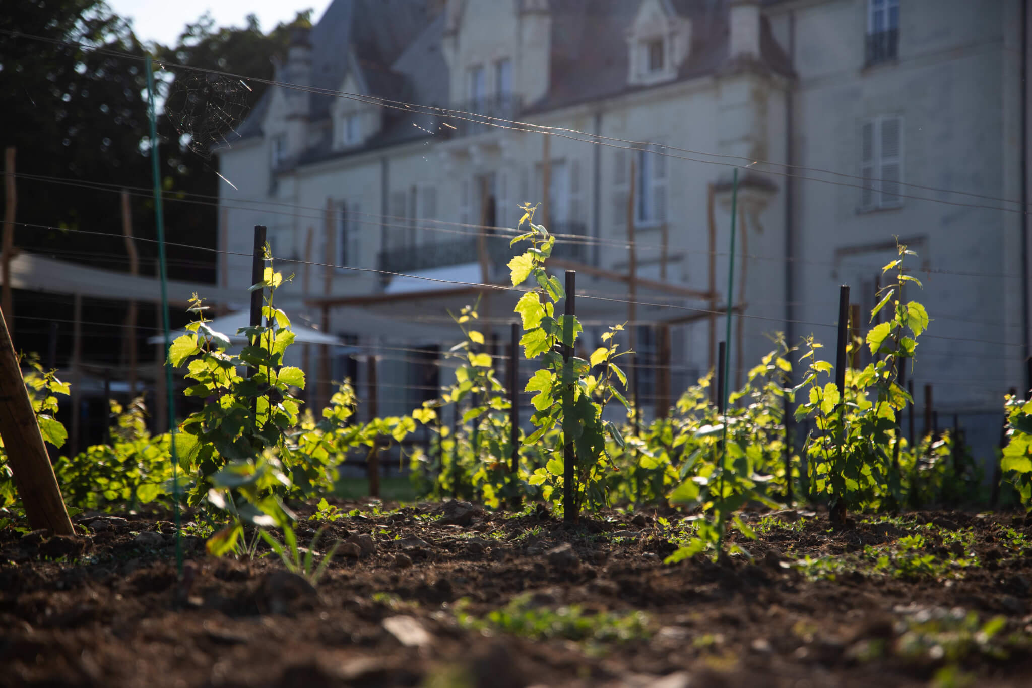 Restaurant - Muscadet