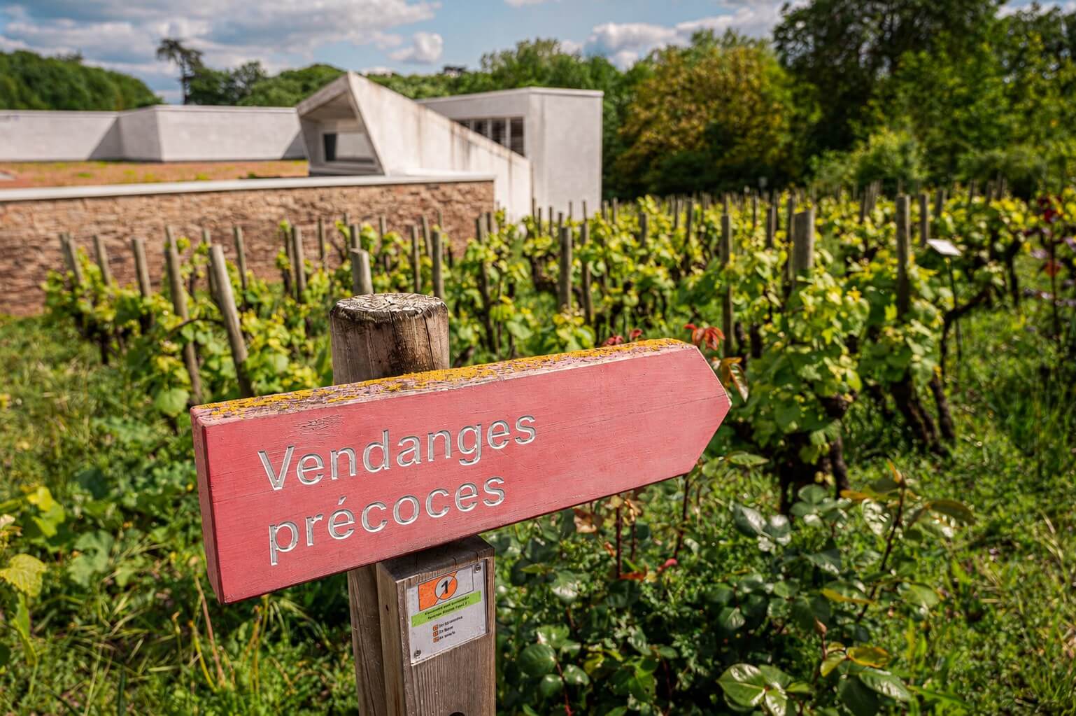 Vendanges précoces - Muscadet