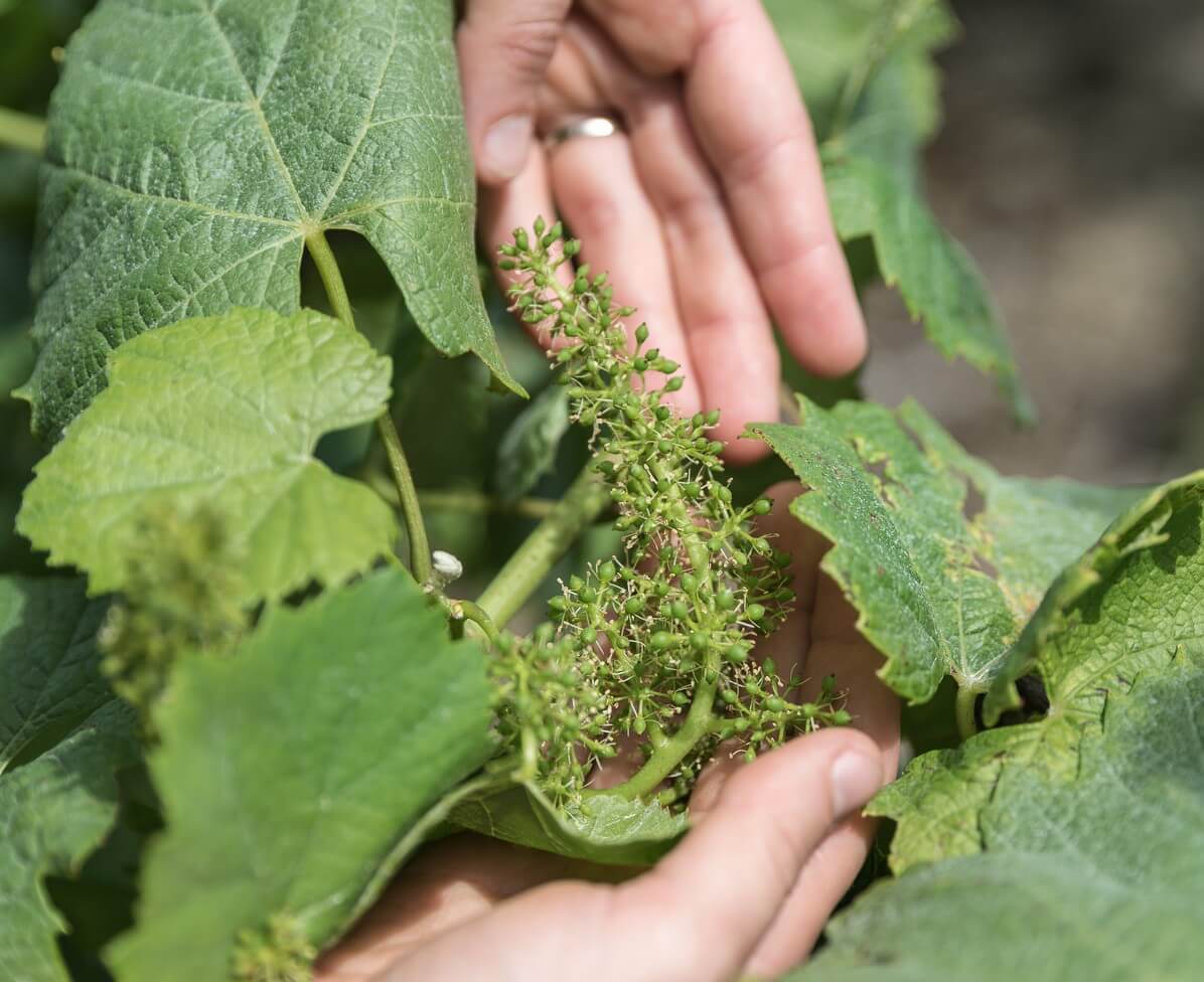 Regards croisés sur un millésime 2026 précoce - Muscadet