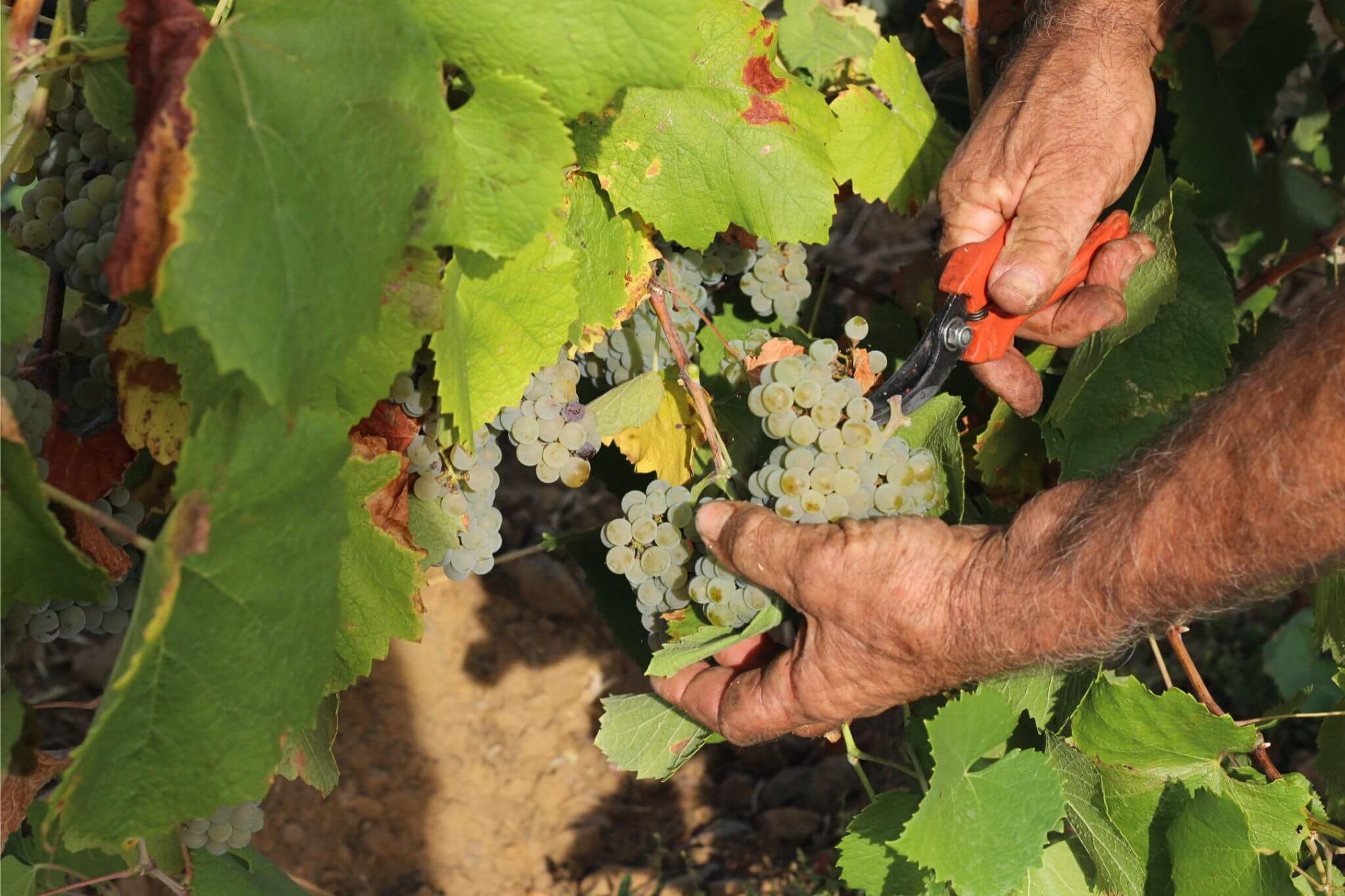 Spécial Vendanges 2026 - Muscadet