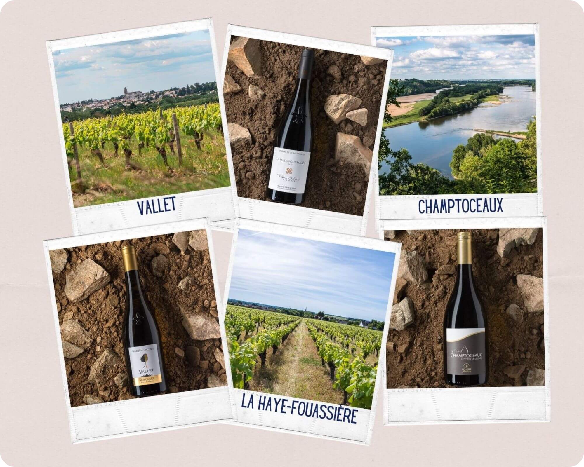 Bientôt trois nouvelles « communales » en Muscadet - Muscadet