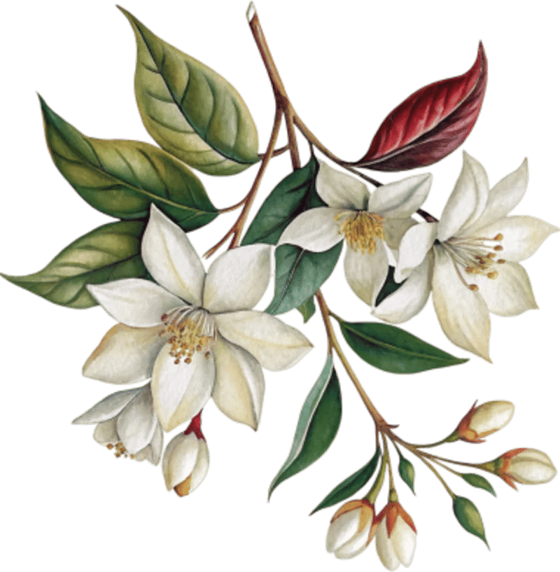 Ornament