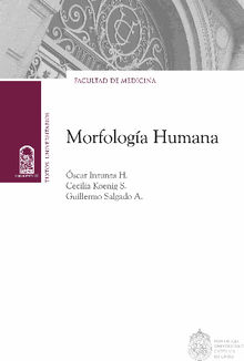 Morfologa humana