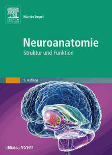 Neuroanatomie