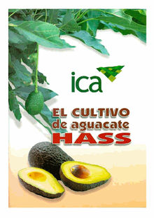 El cultivo de aguacate Hass