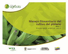 Manejo fitosanitario del cultivo del pltano (Medidas para la temporada invernal)
