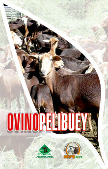 Ovino pelibuey