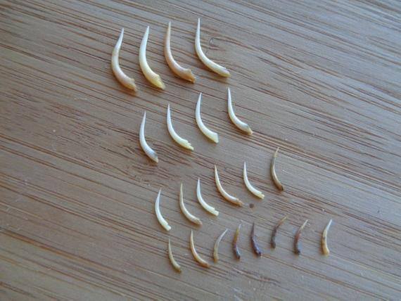 Injections of vaccine poison