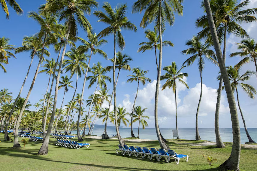 Tropical resort swimming pool surrounded by tall palm trees, rows of lounge chairs, and a white pergola over the water under a clear blue sky.
