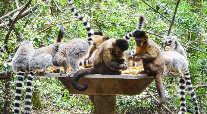Ring-tailed lemurs and capuchin monkeys eating fruit on a feeding platform in a tropical forest