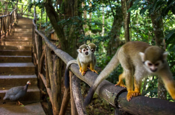 A mother squirrel monkey with a baby on its back sits on a wooden railing in a lush jungle environment, looking at the camera, while another monkey walks nearby and a guineafowl bird walks up some concrete stairs in the background.