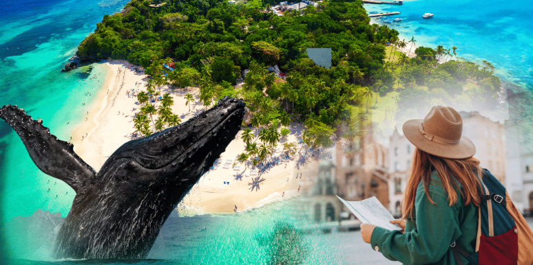 Tourist holding a map looking at a breaching humpback whale near a tropical Samana beach
