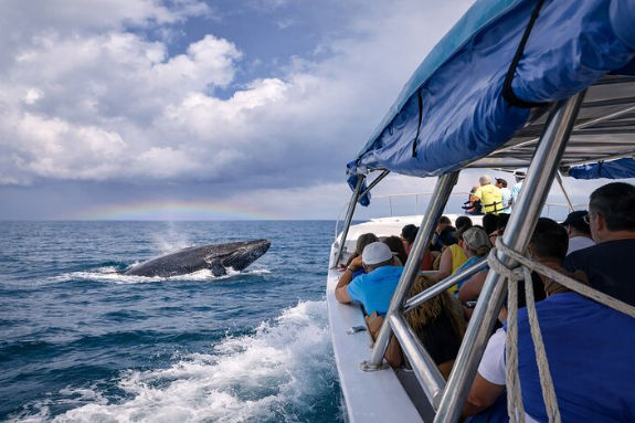 samana whale watching transportation