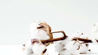 Stockfoto katoen cotton COSH 4