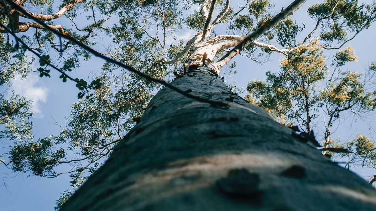 Tencel lyocell picture eucalyptus trees woods COSH2