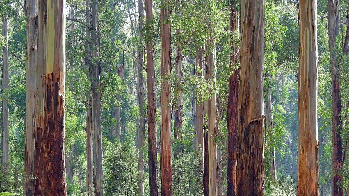 eucalyptus bomen bos