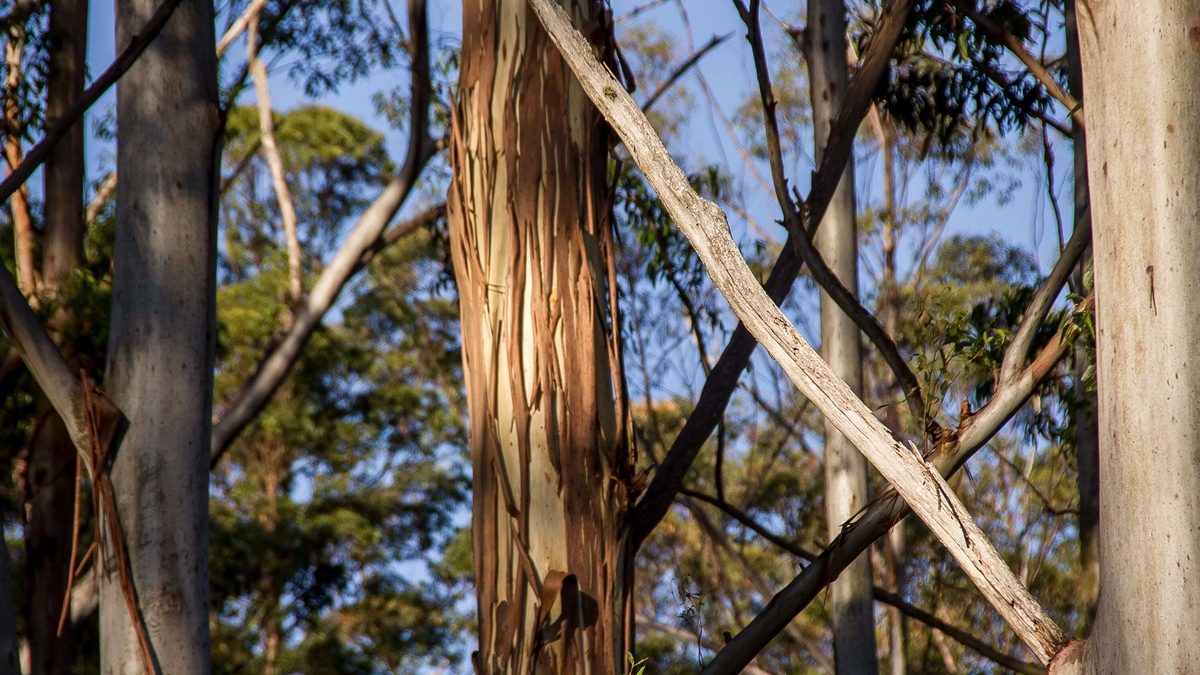 eucalyptus tree in forest