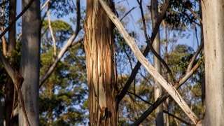 eucalyptus tree in forest