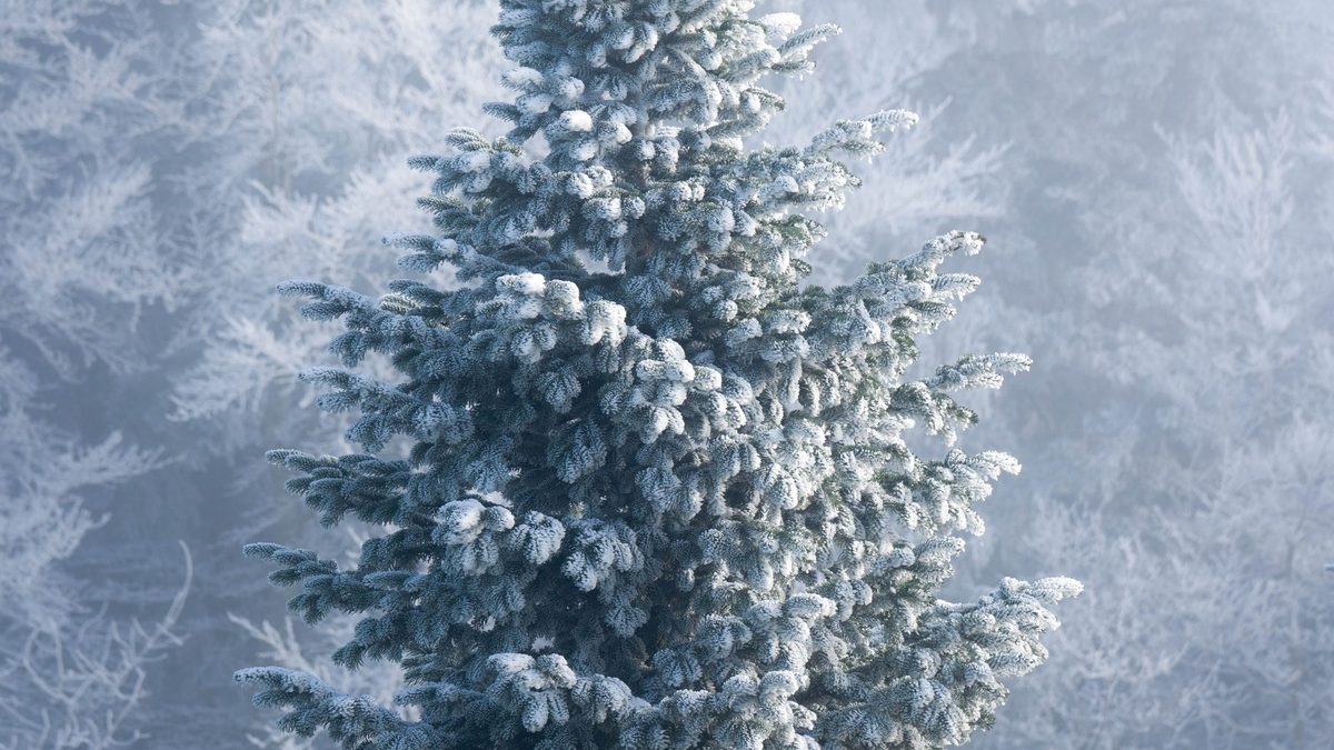 Blog sustainable christmas tree COSH