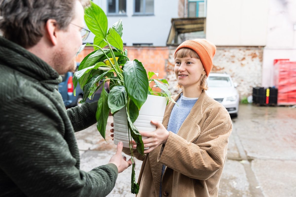 De kringwinkel Borgerhout planten