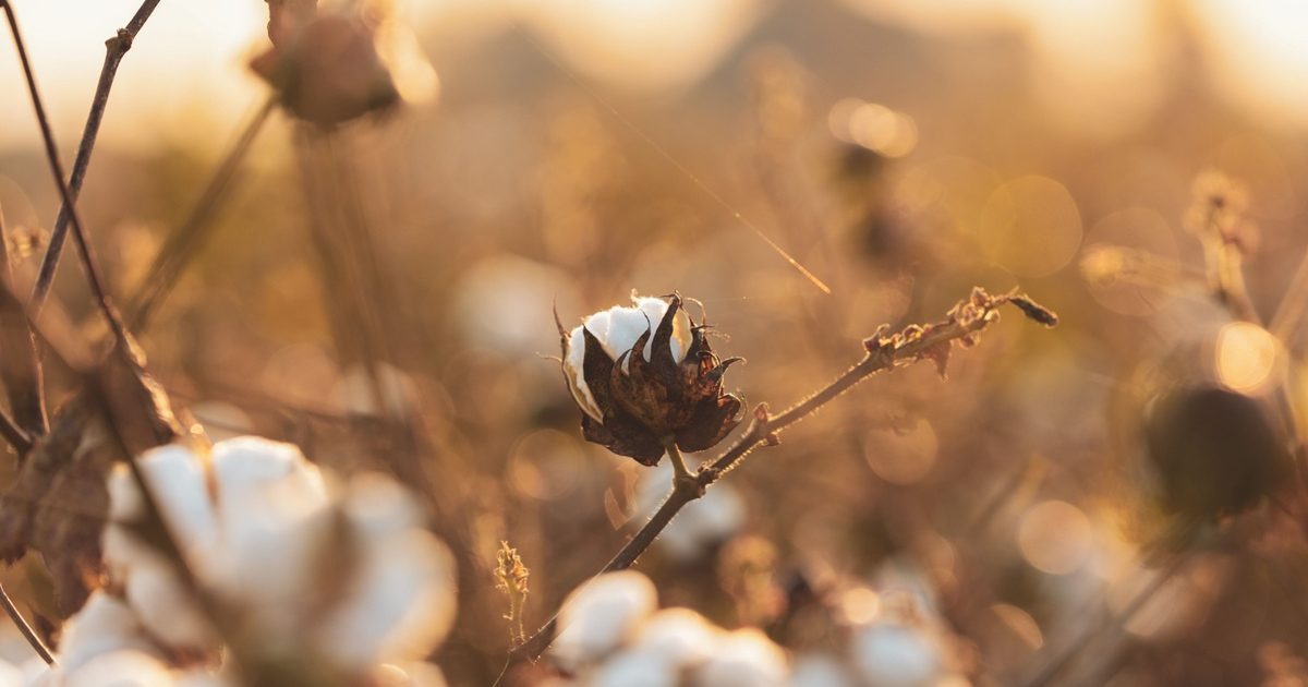 The role of organic in creating a sustainable cotton supply chain