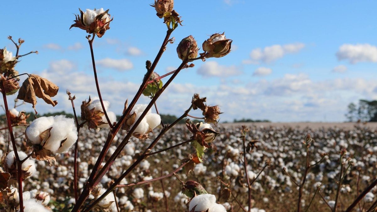 Organic cotton field HEADER blog COSH