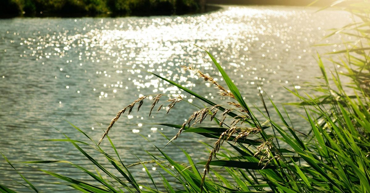 ohne-gent-river-cleanup-cosh