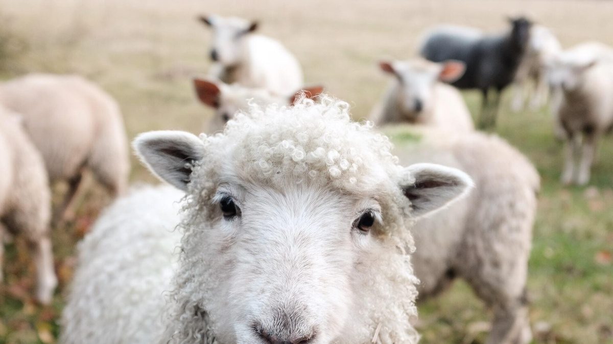 Animal friendly wool sheep HEADER blog COSH