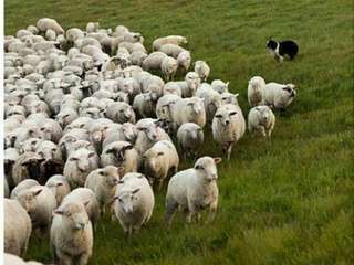 Sheep in a field vegan cosmetics