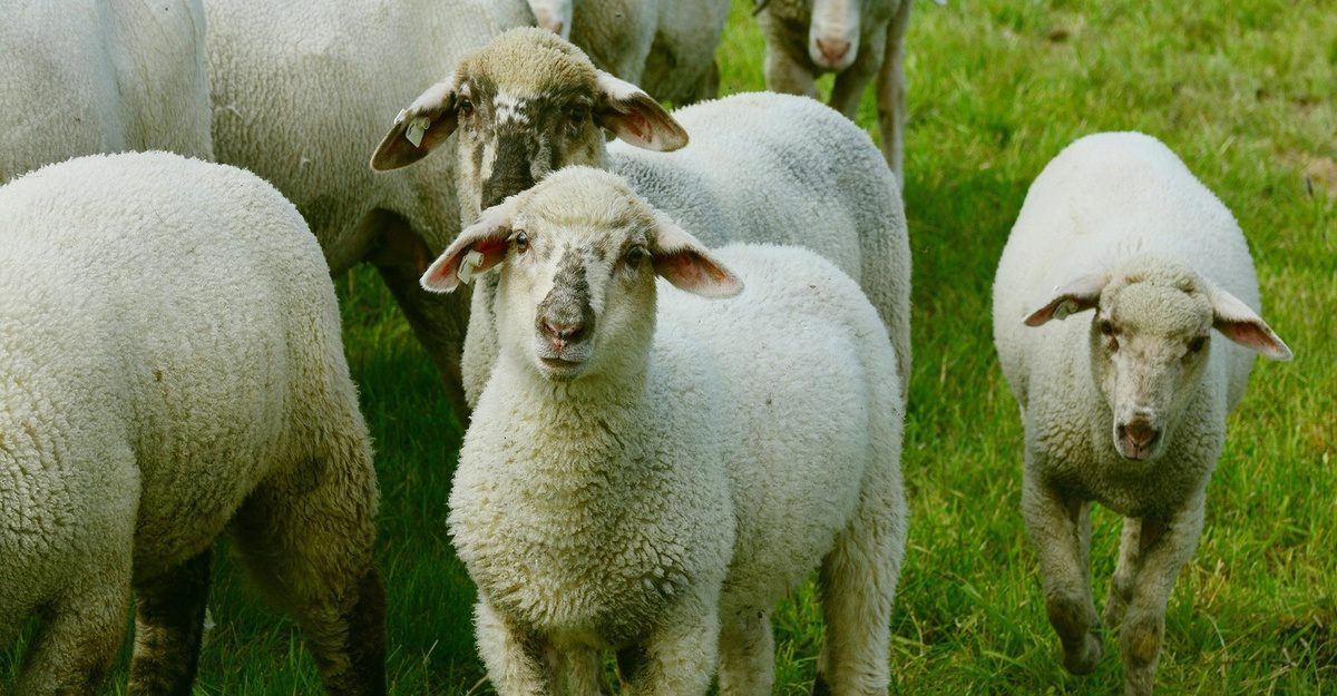 Sjette lo infomoment jaar bij boer gilles evenement cosh