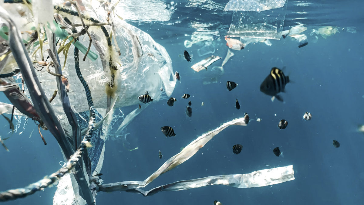 World ocean day fish plastic blog cosh