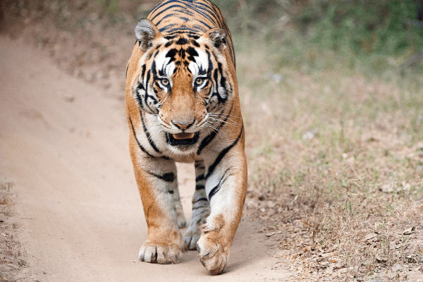 Bandhavgarh National Park