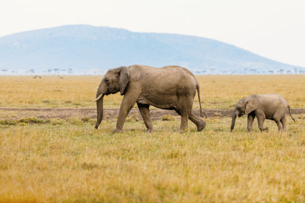 Elephant Safari