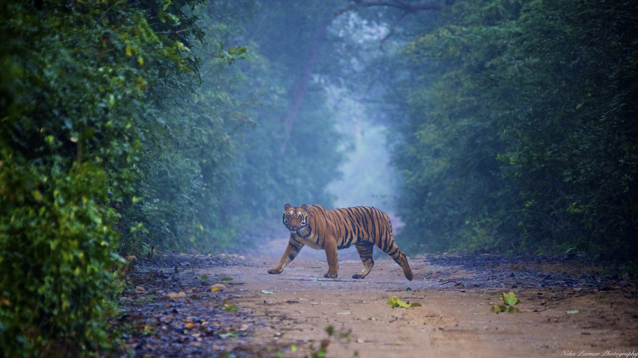 Jim Corbett National Park