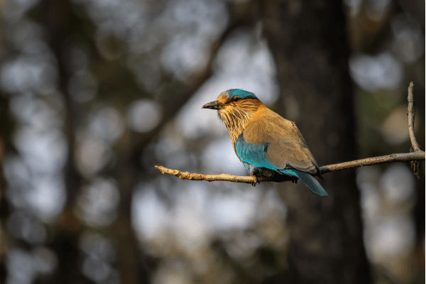 Pench National Park