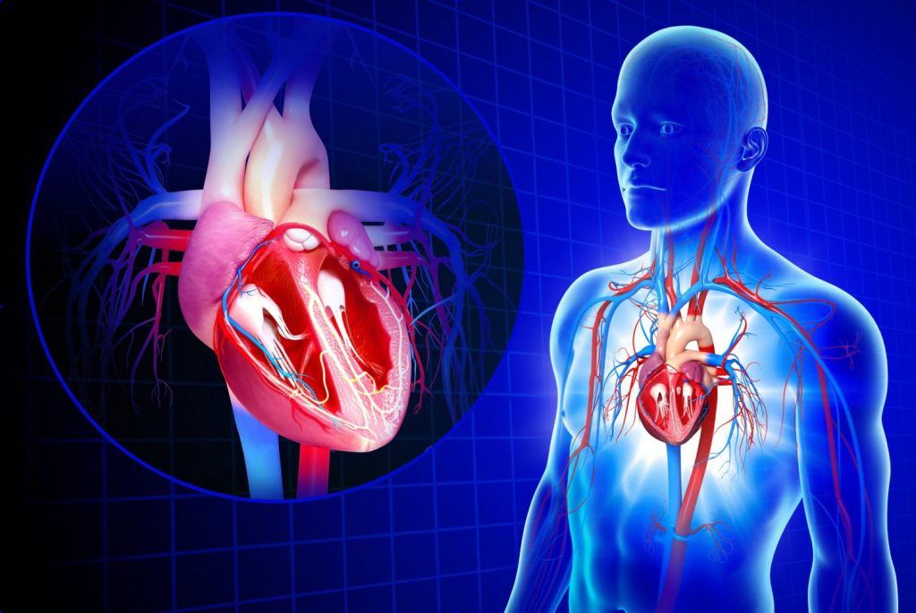 cardiovascular_system