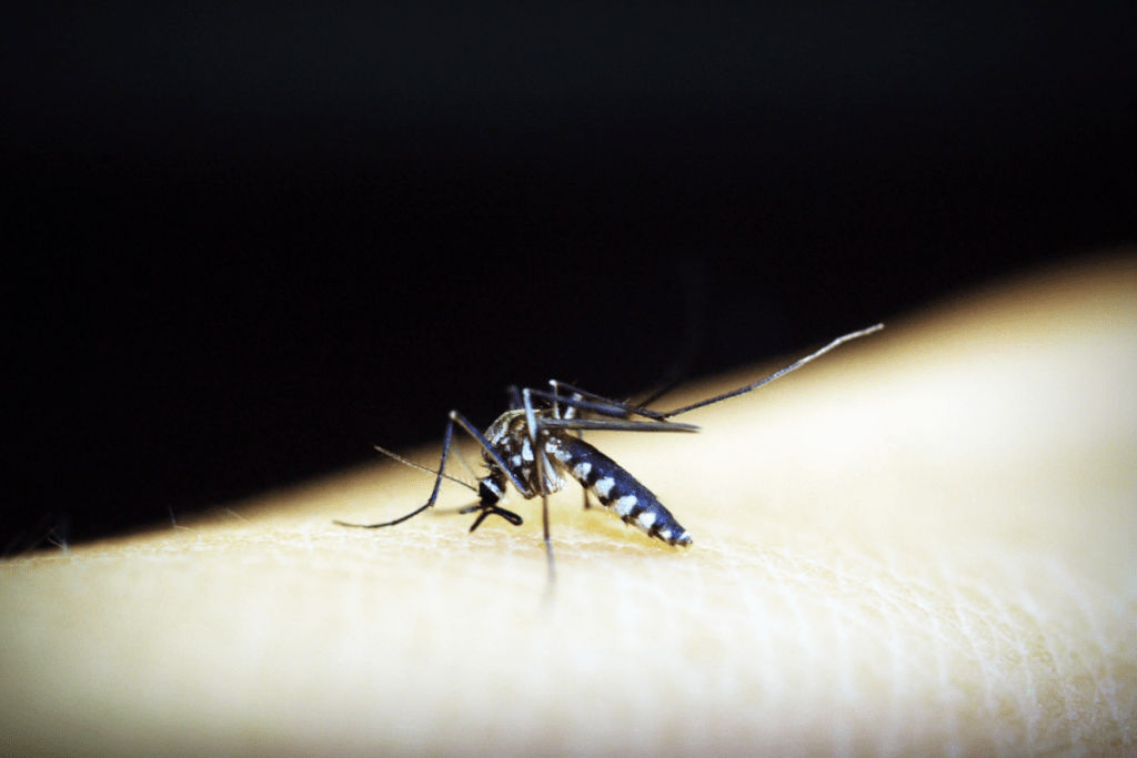 Why is World Malaria Day Essential